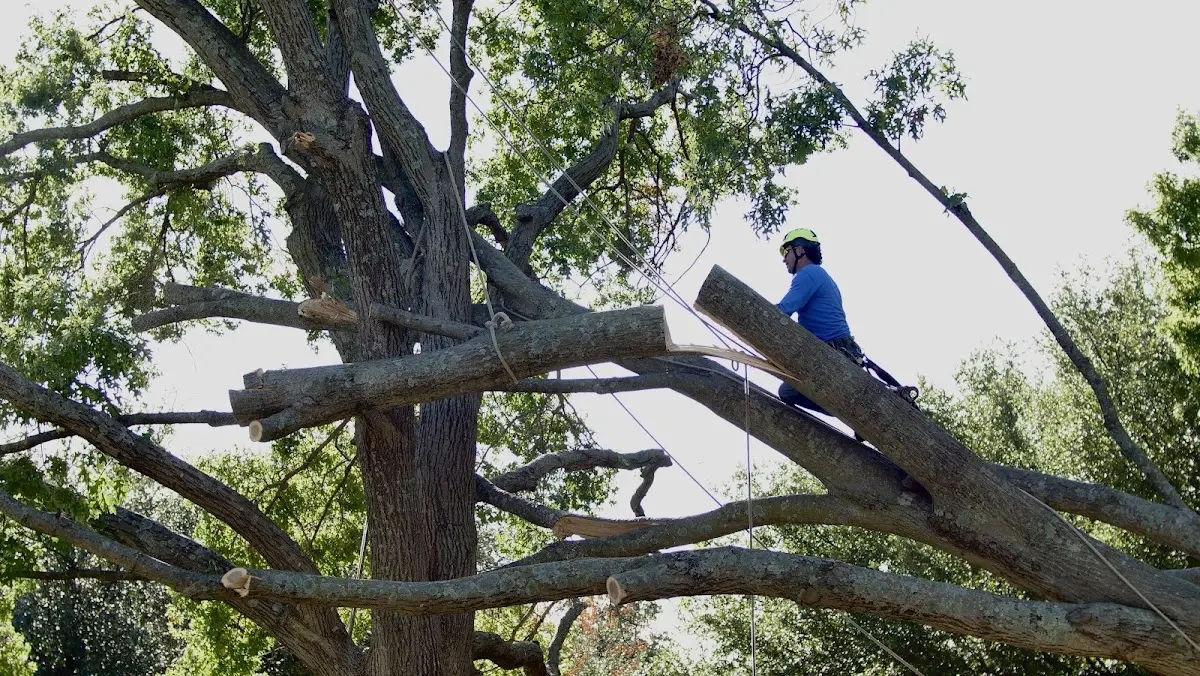 Professional Hazardous Tree Removal performed by certified arborists in Exeland