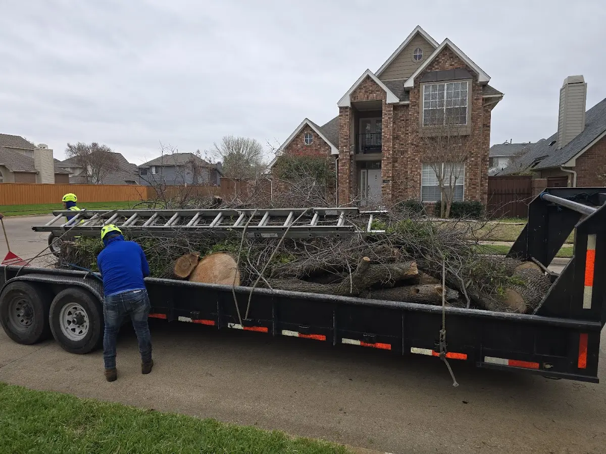 Expert Tree Removal with proper safety equipment in Exeland